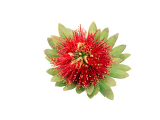 Bright red Pohutukawa blossoming flower with green leaves top view isolated