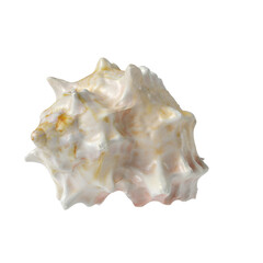 Sea shell isolated transparent background 3d rendering