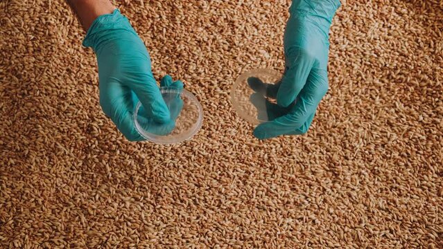 Collection of grain samples for further analysis. Slow motion
