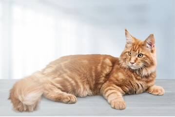 Cute domestic cat pet posing