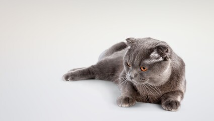 Cute domestic cat pet posing