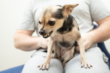 small dog grins at the owner, pet bites, dangerous little dog