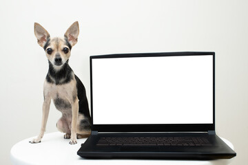 pet shop online mockup, dog with laptop with space for text