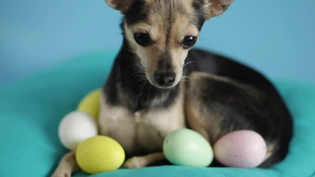little cute dog in easter eggs lies on a pillow, pet shops, veterinary clinics for animals