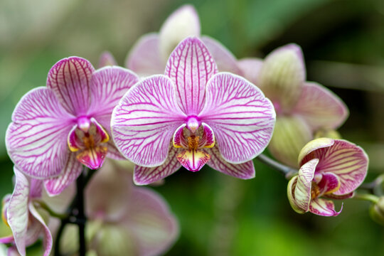 Orchidea, storczyk, Palmitos Park, Gran Canaria, Hiszpania