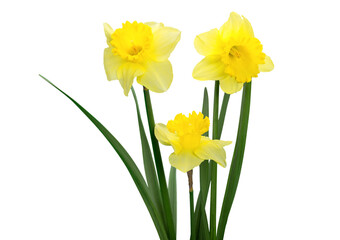 The spring cute yellow daffodils - obrazy, fototapety, plakaty