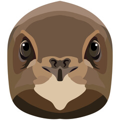 Swift. An illustration of the muzzle of a small city bird is depicted. A bright portrait is depicted on a white background. Vector graphics. Animal logo