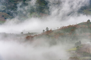 Fototapeta na wymiar Cherry blossom in tea hill in Sapa, Vietnam in cloudy morning in spring