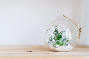 Air plant in glass pot on wooden table and white background