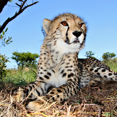 Closeup of a young cheetah in the wild.
