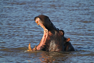 A young male hippopotamus opening his mouth in a lake in a game park in South Africa.