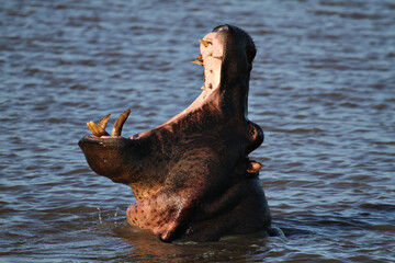 A young male hippopotamus opening his mouth in a lake in a game park in South Africa.