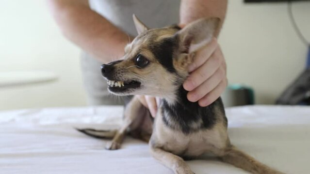 dog aggression, small pet grins, angry dog