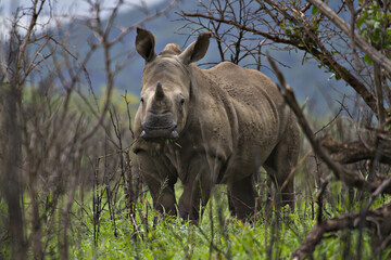 An endangered baby white rhinoceros in a game reserve in South Africa.