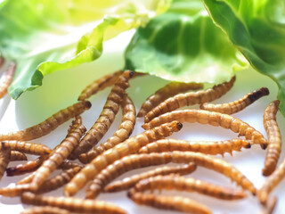 Mealworms the new super human food with salad