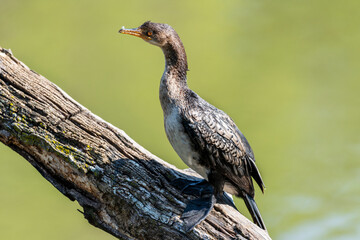 Reed cormorant perched on a branch