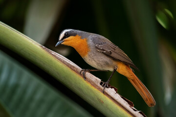 Cape robin perched against a dark background