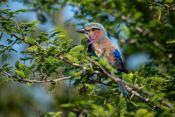 Lilac breasted roller perched on a branch