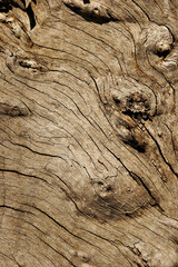 Dried out wooden texture.