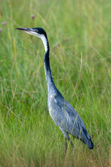 Grey Heron in tall green grass in the Rietvlei Nature Reserve