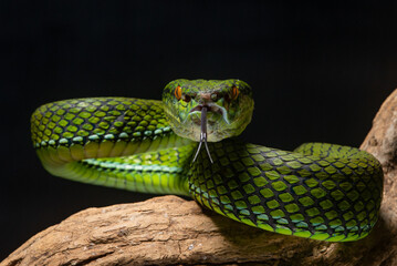 The newly discovered species of pit viper Trimeresurus whitteni endemic to Mentawai Islands on attacking position, hanging on curved wood with black background 