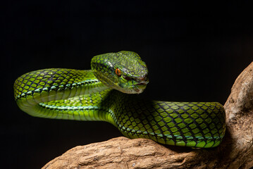 The newly discovered species of pit viper Trimeresurus whitteni endemic to Mentawai Islands on attacking position, hanging on curved wood with black background 