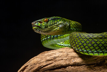 The newly discovered species of pit viper Trimeresurus whitteni endemic to Mentawai Islands on...