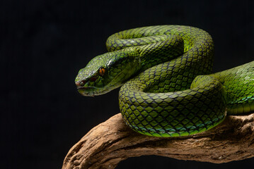 The newly discovered species of pit viper Trimeresurus whitteni endemic to Mentawai Islands on attacking position, hanging on curved wood with black background 