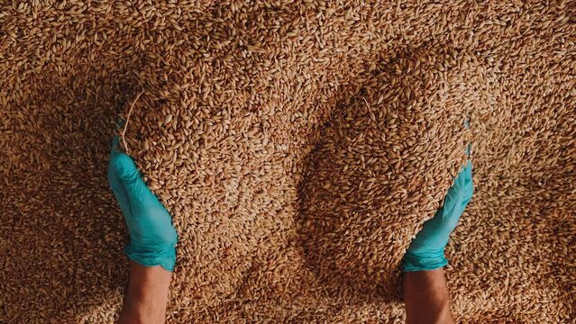 A gloved hand picks up grain for tactile inspection. Slow motion