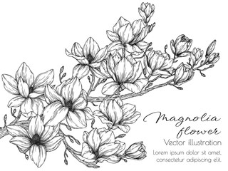 Vector illustration of magnolia blossom branch in engraving style - obrazy, fototapety, plakaty