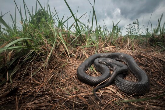 Black king snake wide angle macro portrait in grass 