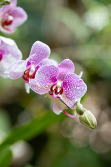 Orchidea, różowy storczyk, Palmitos Park, Gran Canaria, Hiszpania - obrazy, fototapety, plakaty
