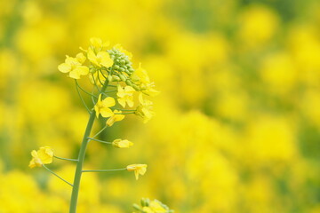 Obraz premium 菜の花