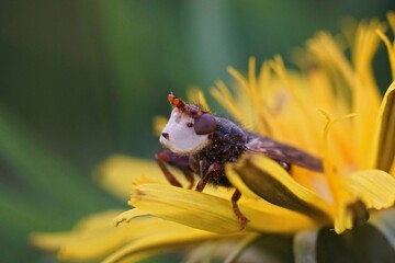 Lateral closeup on Myopa testacea , a parasite fly on solitary b