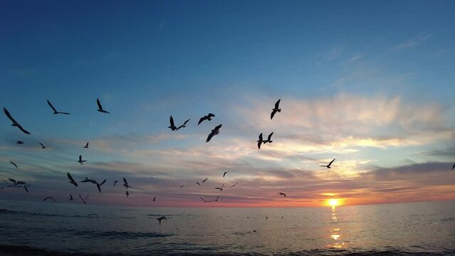 Seagulls fly over the sea at a time when the sun sets over the horizon
