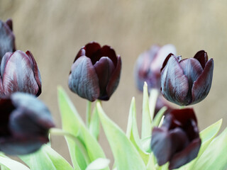 tulip flowers