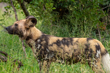 Painted Dog