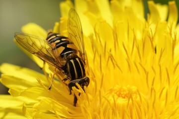 Closeup on the footballer hoverfly, Helophilus pendulus on a yellow dandelion flower in the garden