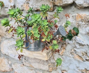Vintage watering can filled with a green flower, in the background a stone wall