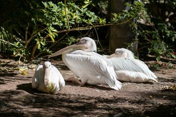 Rodzina pelikanów, Palmitos Park