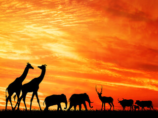 Animal silhouettes in sunset background