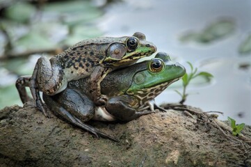 Northern Green frog and American Bullfrog mating 