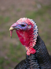 Turkey head portrait
