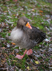 Goose portrait in autumn