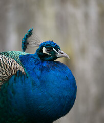 portrait of a blue peacock