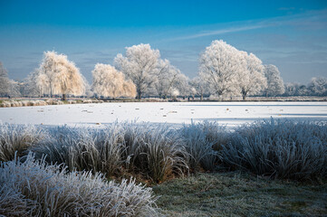 Beautiful wintery scene of hoar frost on trees and grasses in Bushy Park