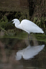 Little Egret catching a small fish from a stream in Bushy Park