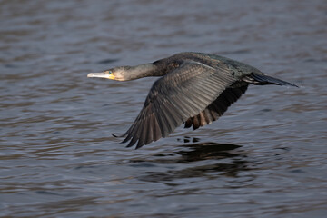 Common Cormorant in flight over Long Water at Home Park, London