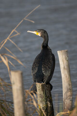 Common Cormorant perched on a wooden post at Home Park