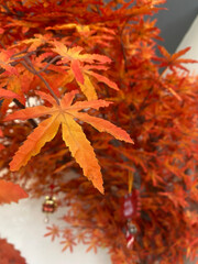 Stunning autumn image of orange leaf and full tree of leaves. Bright, warm tones of orange, red. Ideal for fall-themed projects, nature lovers and graphic designers.